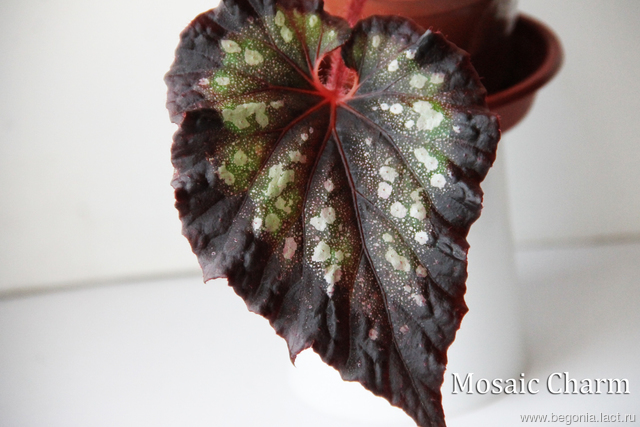 B. ‘Mosaic Charm’